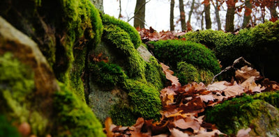 Using Moss to Bolster your Bug-Out-Gear