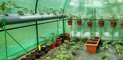 Key Points when Building your Survival Greenhouse