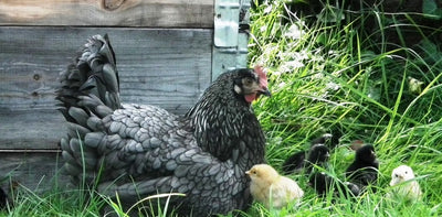 What you need to know about Raising Chickens